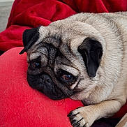 Guizmo a rejoint le concours — aidez-le/la à gagner de superbes lots ! pug, dog, pet, red_pillow, heart_shaped, blanket, cozy, resting, indoor, fur, animal, cute, sleepy, comfortable, home, living_room, soft, paw, face, relaxed