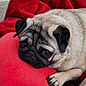 pug, dog, pet, red_pillow, heart_shaped, blanket, cozy, resting, indoor, fur, animal, cute, sleepy, comfortable, home, living_room, soft, paw, face, relaxed