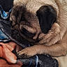 dog, pug, sleeping, blanket, paw, fur, pet, indoor, cozy, resting, cute, animal, canine, face, closeup, comfort, soft, cushion, relaxation, home