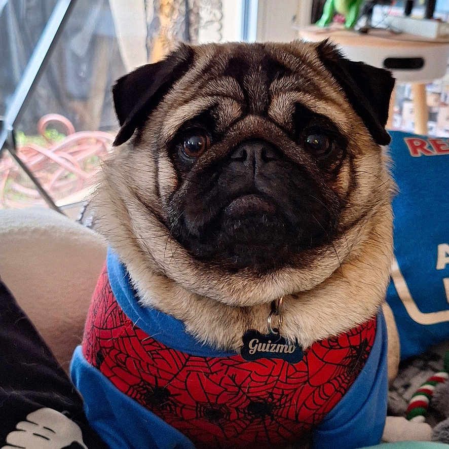 Guizmo a rejoint le concours — aidez-le/la à gagner de superbes lots ! dog, pug, pet, costume, clothing, couch, indoor, window, toy, collectible, shelf, cute, animal, face, portrait, furniture, cozy, background, home, pet_accessory