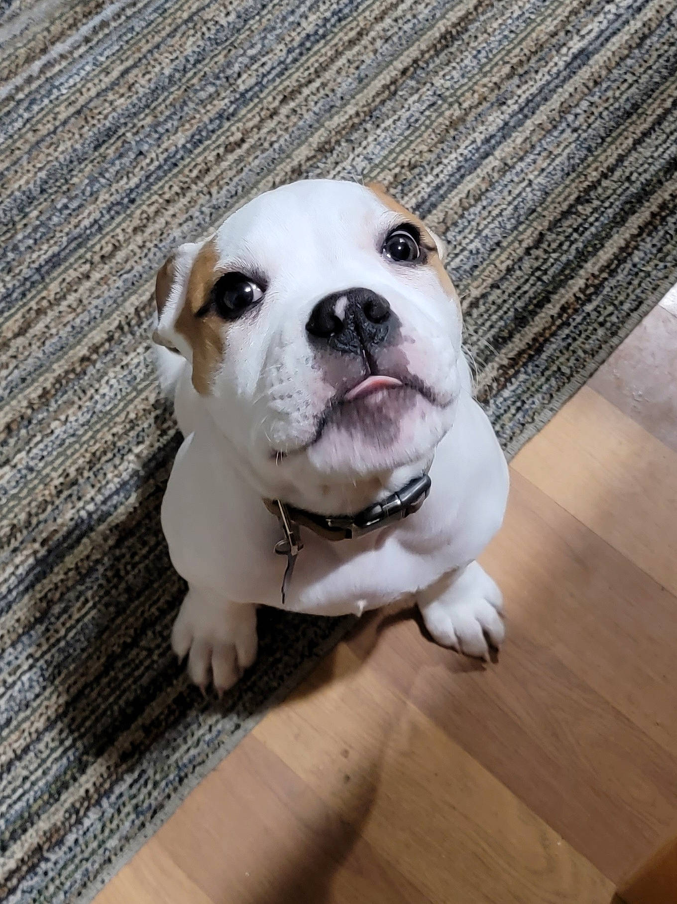 Charlie is registered to the contest to win money with this photo: canidae, carnivore, collar, companion_dog, dog, dog_breed, dog_collar, fawn, flooring, fur, hardwood, non_sporting_group, plank, snout, sporting_group, whiskers, wood, wood_flooring, wood_stain, working_animal