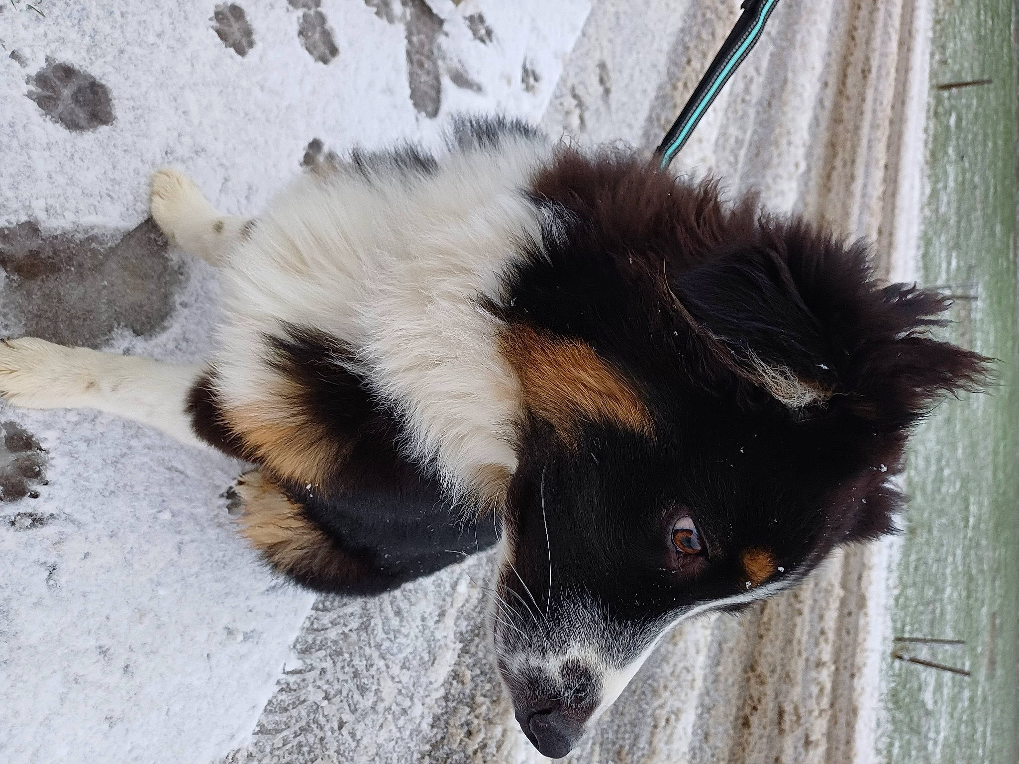 Locky a rejoint le concours — aidez-le/la à gagner de superbes lots ! canidae, carnivore, claw, companion_dog, dog_breed, fur, herding_dog, paw, skunk, snout, striped_skunk, terrestrial_animal, whiskers, working_animal, working_dog