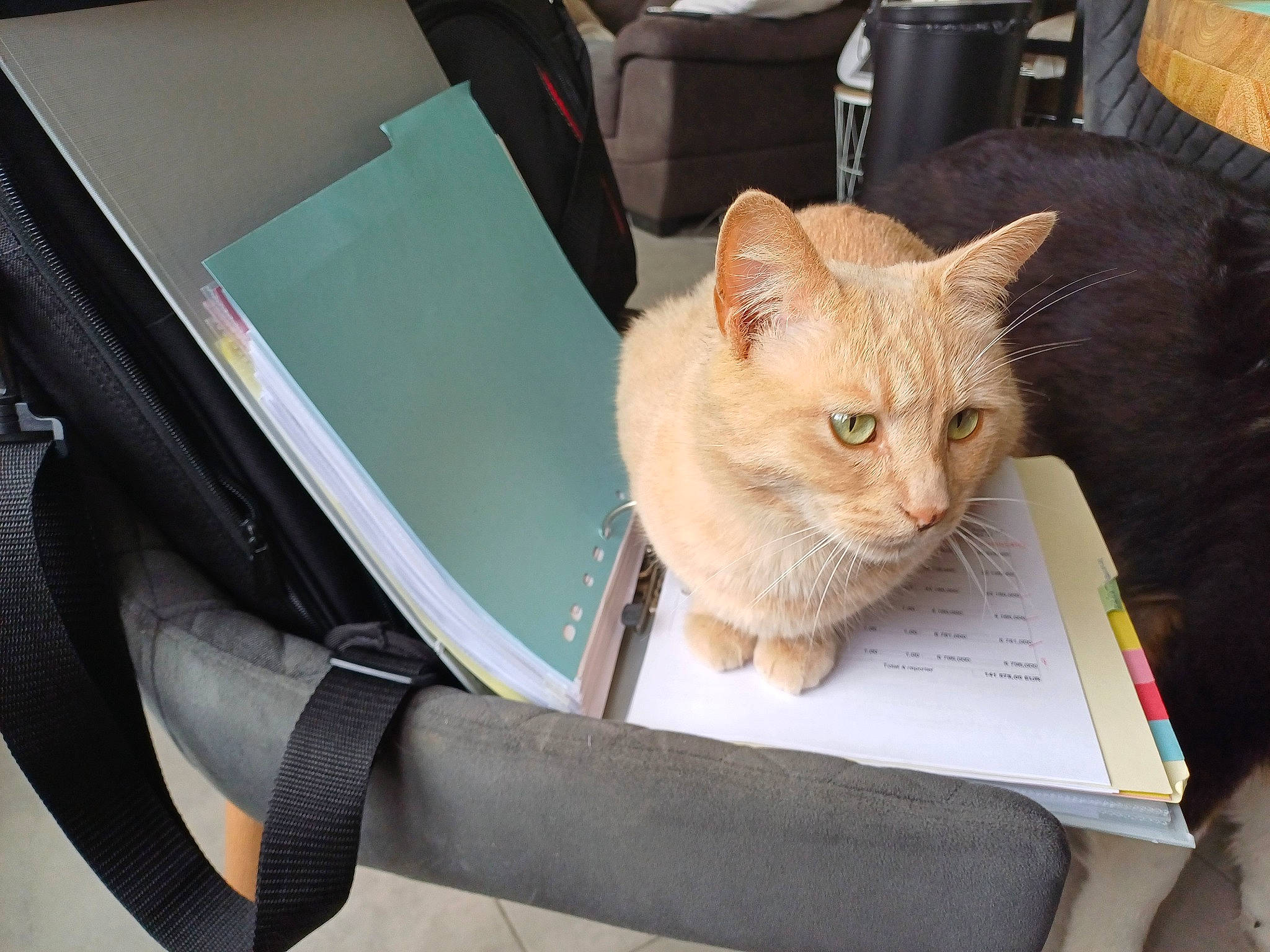 Tom participe au concours pour gagner de l'argent avec cette photo : automotive_window_part, bag, box, carnivore, cat, chair, comfort, domestic_short_haired_cat, fawn, felidae, fur, lap, luggage_and_bags, motor_vehicle, sitting, small_to_medium_sized_cats, vehicle_door, whiskers, window, windshield