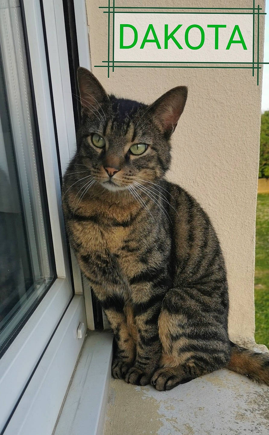 Dakota participe au concours pour gagner de l'argent avec cette photo : art, carnivore, cat, domestic_short_haired_cat, felidae, fur, grass, logo, paw, pet_supply, photo_caption, rectangle, sitting, small_to_medium_sized_cats, snout, tail, terrestrial_animal, whiskers, wildlife, window