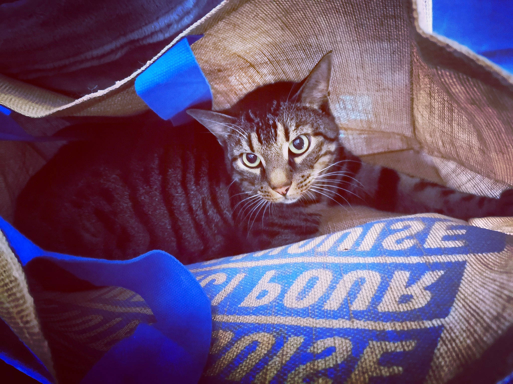 Dakota participe au concours pour gagner de l'argent avec cette photo : blue, carnivore, cat, cloud, comfort, couch, domestic_short_haired_cat, electric_blue, fawn, felidae, fur, linens, sitting, small_to_medium_sized_cats, snout, tail, textile, tints_and_shades, tree, whiskers