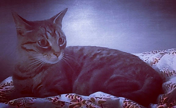 Griselda a rejoint le concours — aidez-le/la à gagner de superbes lots ! carnivore, cat, comfort, domestic_short_haired_cat, eye, fawn, felidae, fur, hair, head, human_body, leg, morning, sitting, small_to_medium_sized_cats, snout, tail, tints_and_shades, whiskers, window