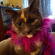 Munchkin is registered to the contest to win money with this photo: cat, close_up, indoor, feather_boa, pet, feline, curious, whiskers, soft_lighting, domestic_animal, animal_portrait, colorful_accessory, cozy, furniture, home, curtains, brown_cat, yellow_eyes, fluffy, cute