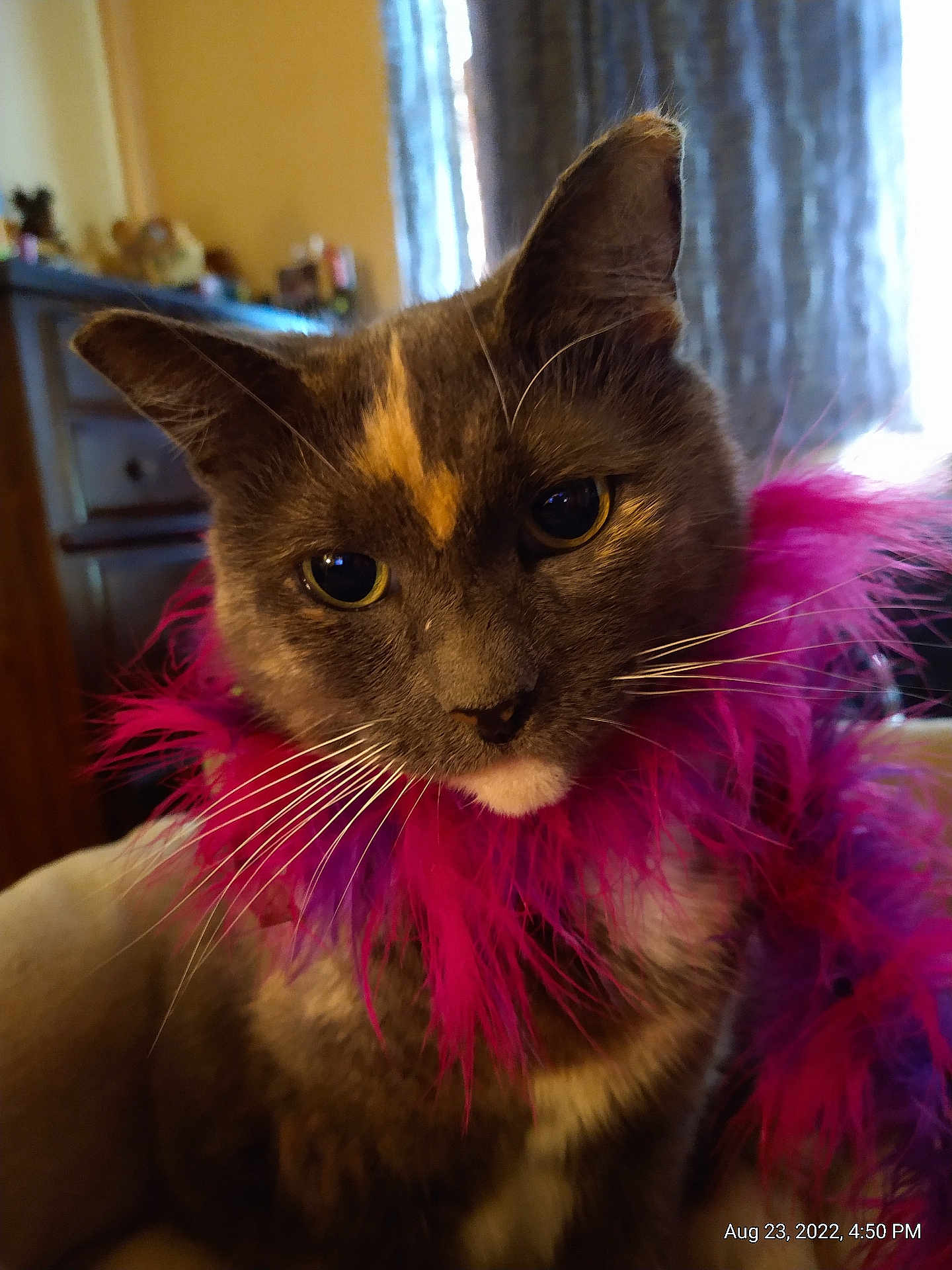 Munchkin is registered to the contest to win money with this photo: cat, close_up, indoor, feather_boa, pet, feline, curious, whiskers, soft_lighting, domestic_animal, animal_portrait, colorful_accessory, cozy, furniture, home, curtains, brown_cat, yellow_eyes, fluffy, cute