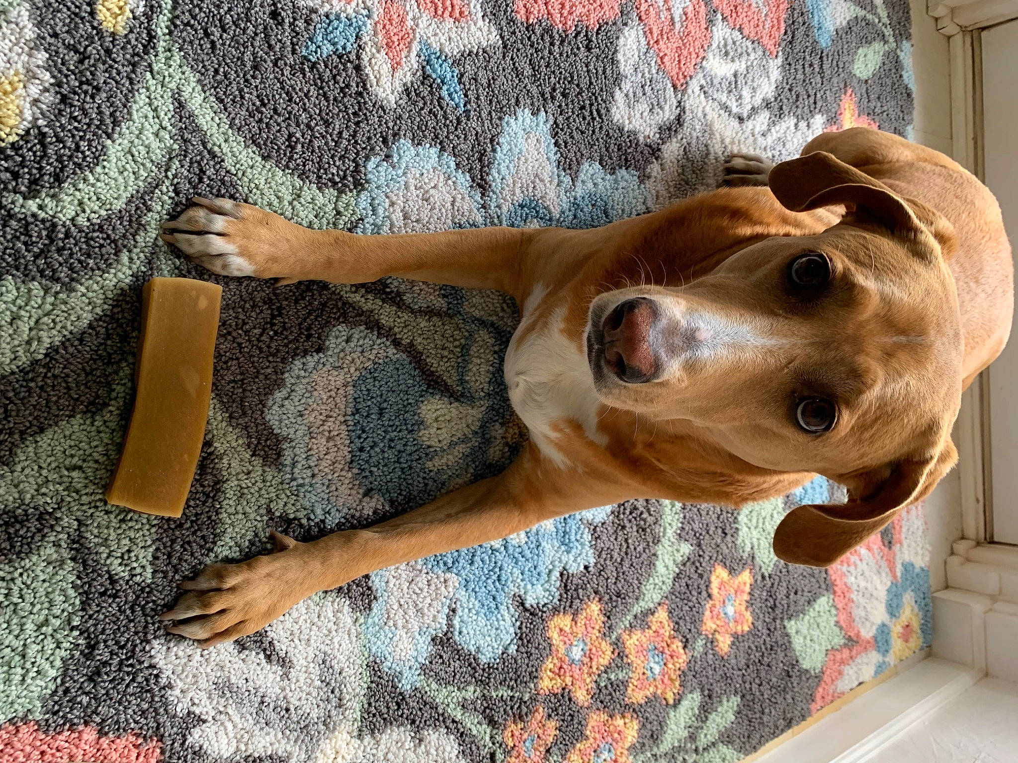 Gracie joined the competition — help win amazing prizes! art, canidae, carnivore, collar, companion_dog, dog, dog_breed, dog_collar, dog_supply, ear, fawn, human_leg, liver, pattern, pet_supply, snout, sporting_group, whiskers, wood, working_animal