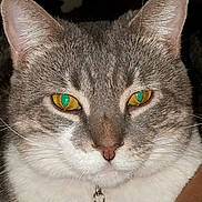 Asia joined the competition — help win amazing prizes! cat, close_up, gray_cat, white_fur, yellow_eyes, purple_bell, pet, domestic_cat, whiskers, cute, animal, feline, portrait, indoor, face, ears, nose, fur, collar, tabby
