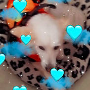 Jessie a rejoint le concours — aidez-le/la à gagner de superbes lots ! dog, white_dog, leopard_print, pet_bed, blanket, orange, black, floor, indoor, animal, cute, blurred, hearts, blue_hearts, sparkles, cozy, resting, sleepy, furry, domestic_animal