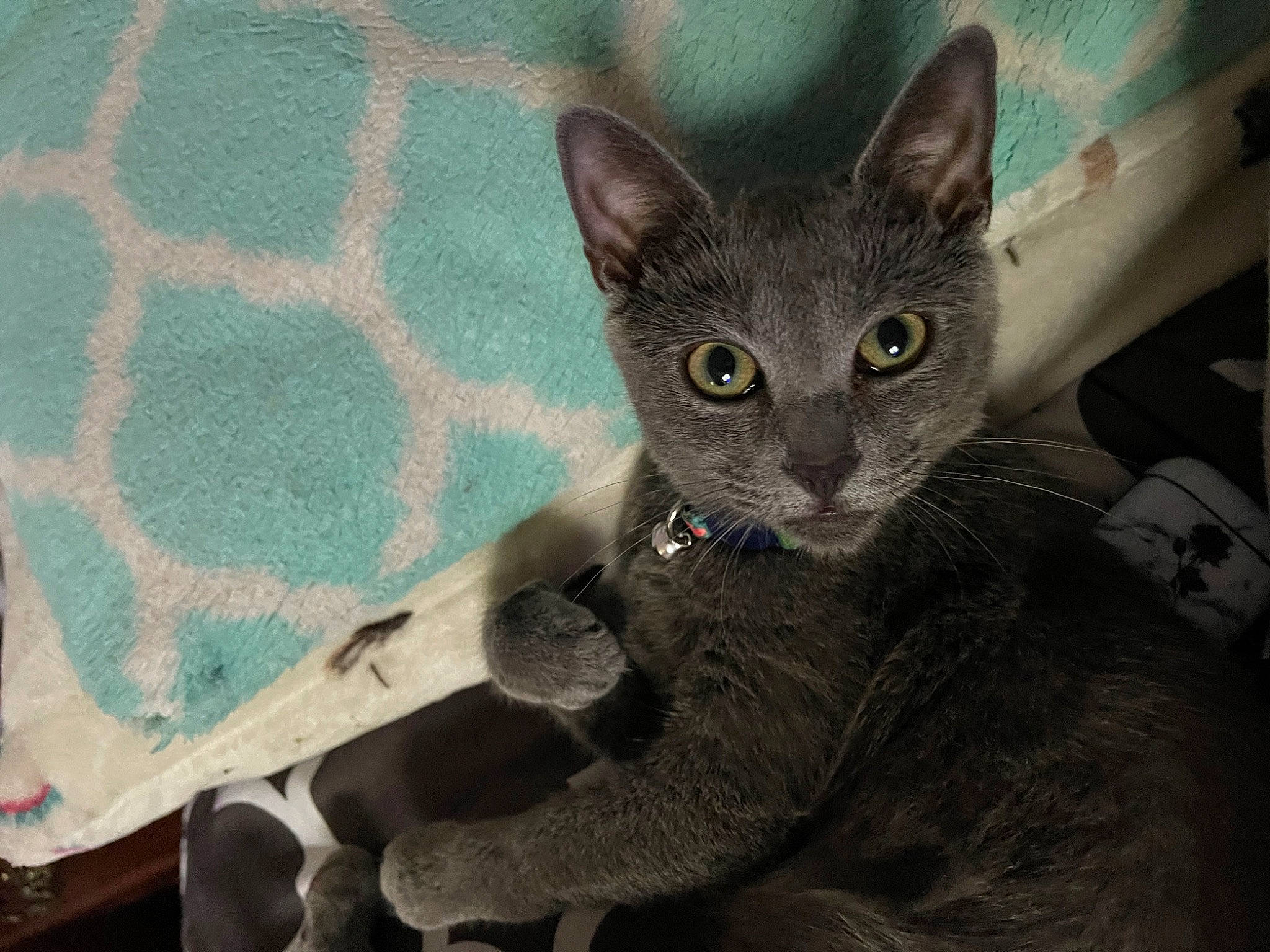 Doja joined the competition — help win amazing prizes! carnivore, cat, cat_supply, comfort, domestic_short_haired_cat, felidae, fur, grey, linens, pattern, russian_blue, small_to_medium_sized_cats, snout, terrestrial_animal, whiskers