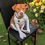 Zelda joined the competition — help win amazing prizes! animal, black_chair, boots, canine, chair, collar, dog, flowers, garden, gold_chain, grass, leaf, nature, outdoor, pet, pink_flowers, plant, sitting, summer, yellow_flowers