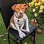 animal, black_chair, boots, canine, chair, collar, dog, flowers, garden, gold_chain, grass, leaf, nature, outdoor, pet, pink_flowers, plant, sitting, summer, yellow_flowers