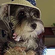 Bella is registered to the contest to win money with this photo: accessory, animal, background, calm, closeup, cozy, cute, dog, domestic, face, fur, hand, hat, holding, indoor, mammal, person, pet, portrait, wearing