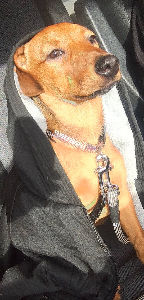 Icko a rejoint le concours — aidez-le/la à gagner de superbes lots ! canidae, carnivore, companion_dog, dog, dog_breed, fawn, hunting_dog, joy, leash, mammal, person, rare_breed_dog, rhodesian_ridgeback, snout, sporting_group, vertebrate