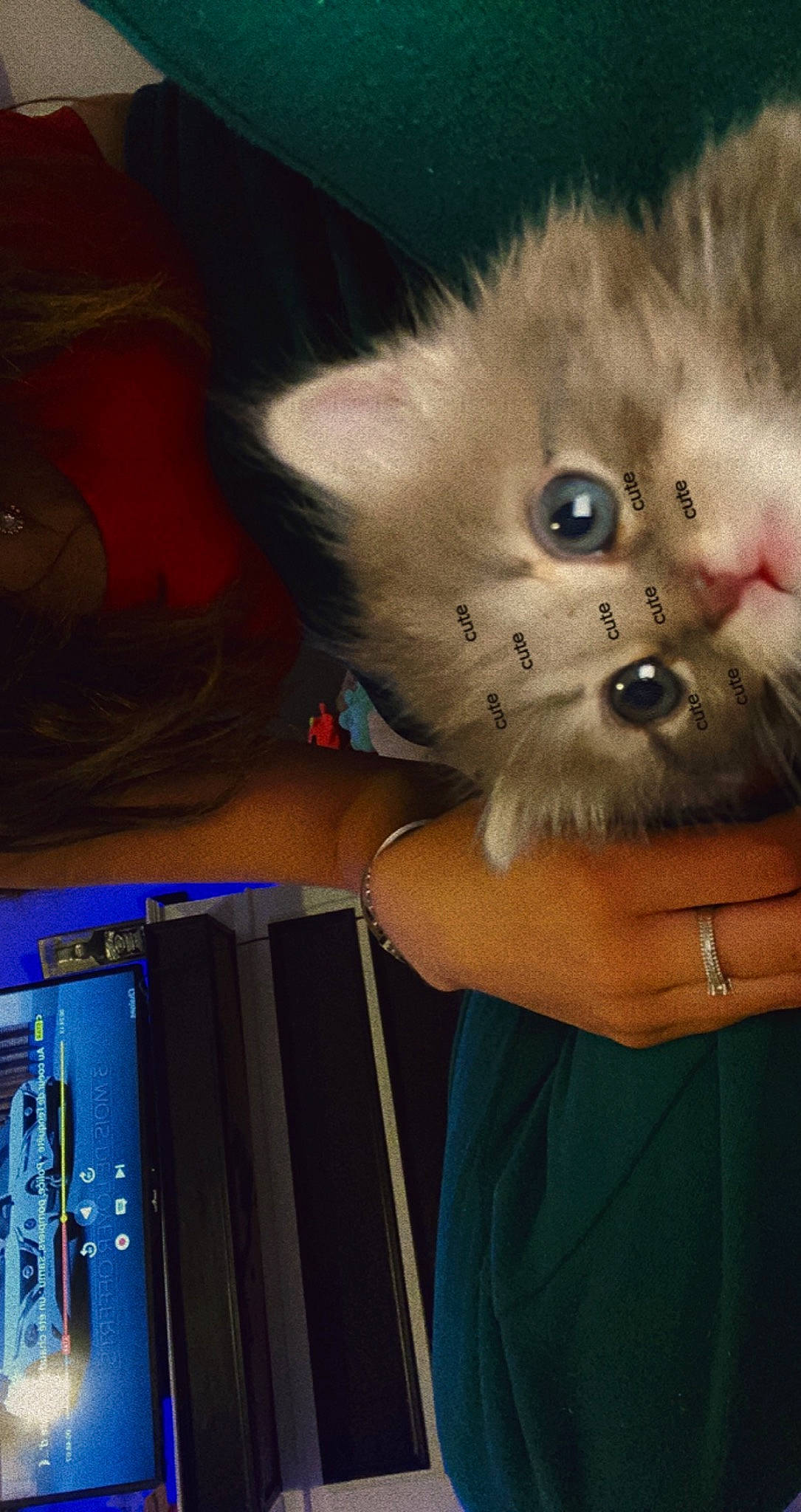 Tokyo participe au concours pour gagner de l'argent avec cette photo : balinese, birman, blue, box, carnivore, cat, domestic_short_haired_cat, electric_blue, fawn, felidae, fur, gesture, paw, plant, ragdoll, small_to_medium_sized_cats, snout, tail, thai, whiskers