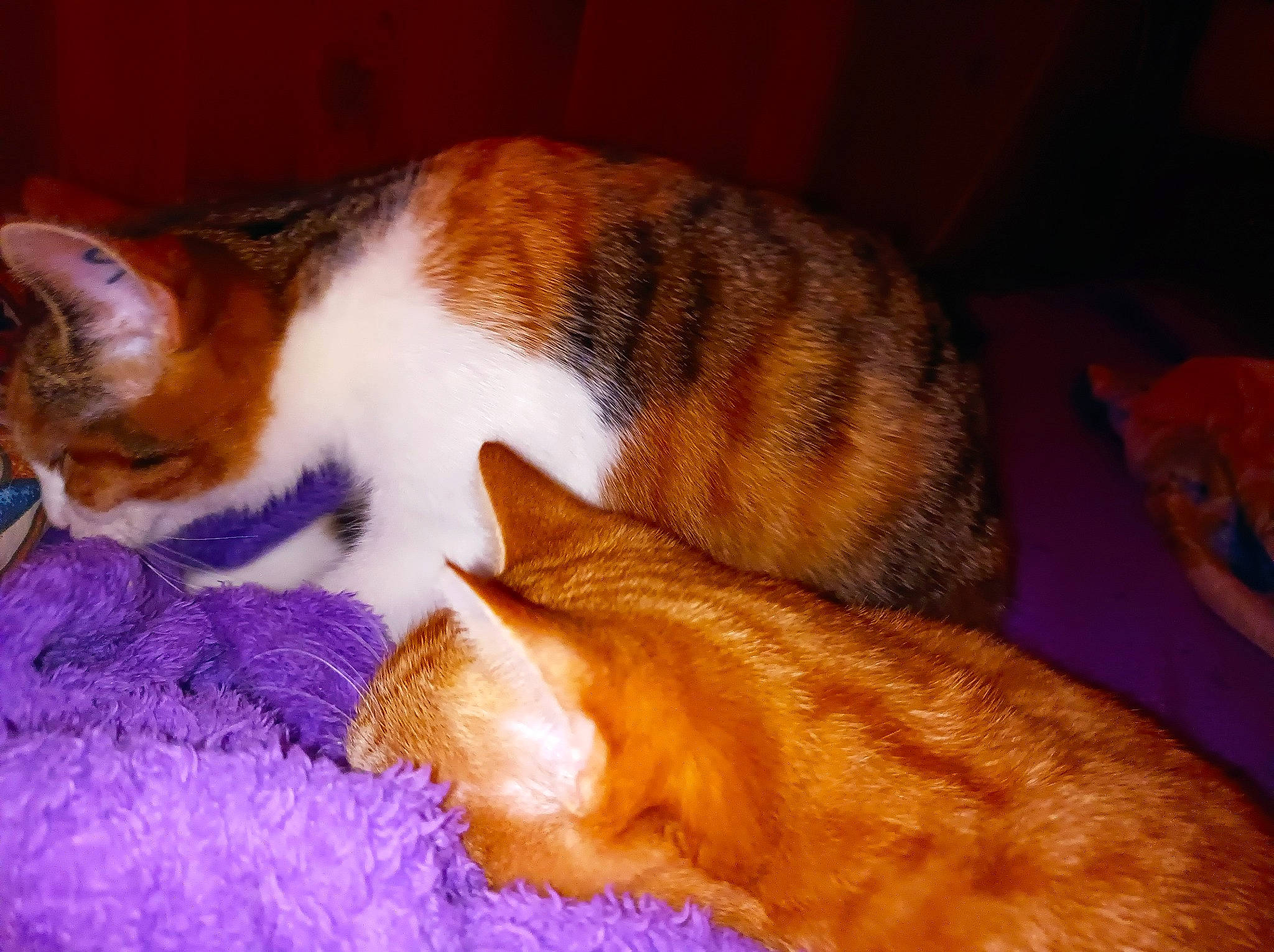 Minouche Et Tilou a rejoint le concours — aidez-le/la à gagner de superbes lots ! bed, brown, carnivore, cat, cat_supply, comfort, domestic_short_haired_cat, fawn, felidae, fur, linens, mammal, paw, room, small_to_medium_sized_cats, snout, tail, textile, whiskers, wood