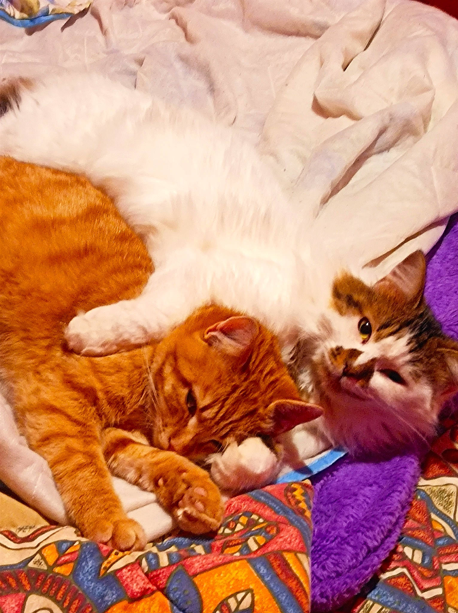 Minouche Et Tilou participe au concours pour gagner de l'argent avec cette photo : carnivore, cat, claw, comfort, companion_dog, domestic_short_haired_cat, fawn, felidae, fur, grass, linens, nap, orange, paw, sleep, small_to_medium_sized_cats, tail, textile, whiskers, wood