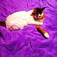 Bibi participe au concours pour gagner de l'argent avec cette photo : cat, plush_toy, purple_blanket, furry, pet, animal, resting, cozy, snuggling, cute, domestic_cat, soft_texture, sleeping, indoor, fur, whiskers, playful, comfort, relaxed, bed