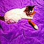 cat, plush_toy, purple_blanket, furry, pet, animal, resting, cozy, snuggling, cute, domestic_cat, soft_texture, sleeping, indoor, fur, whiskers, playful, comfort, relaxed, bed