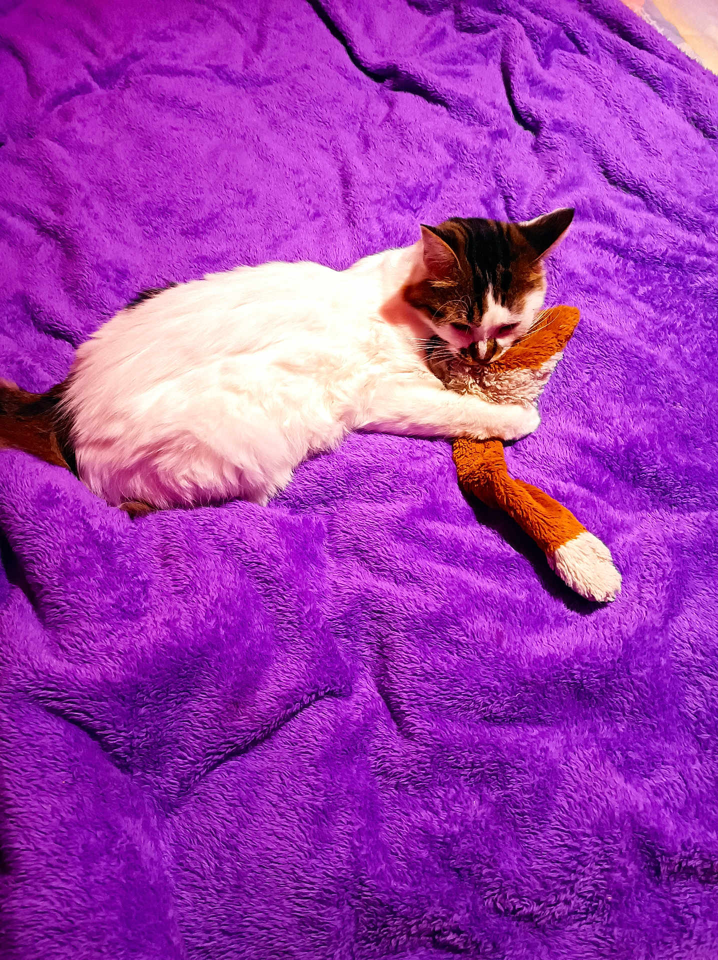 Bibi participe au concours pour gagner de l'argent avec cette photo : cat, plush_toy, purple_blanket, furry, pet, animal, resting, cozy, snuggling, cute, domestic_cat, soft_texture, sleeping, indoor, fur, whiskers, playful, comfort, relaxed, bed