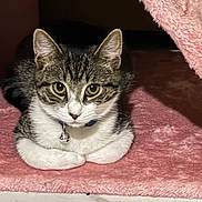 Luna joined the competition — help win amazing prizes! animal, bell, cat, collar, cozy, curious, cute, ears, eyes, feline, fur, indoor, laying, nook, pet, pink, resting, soft, tabby, whiskers