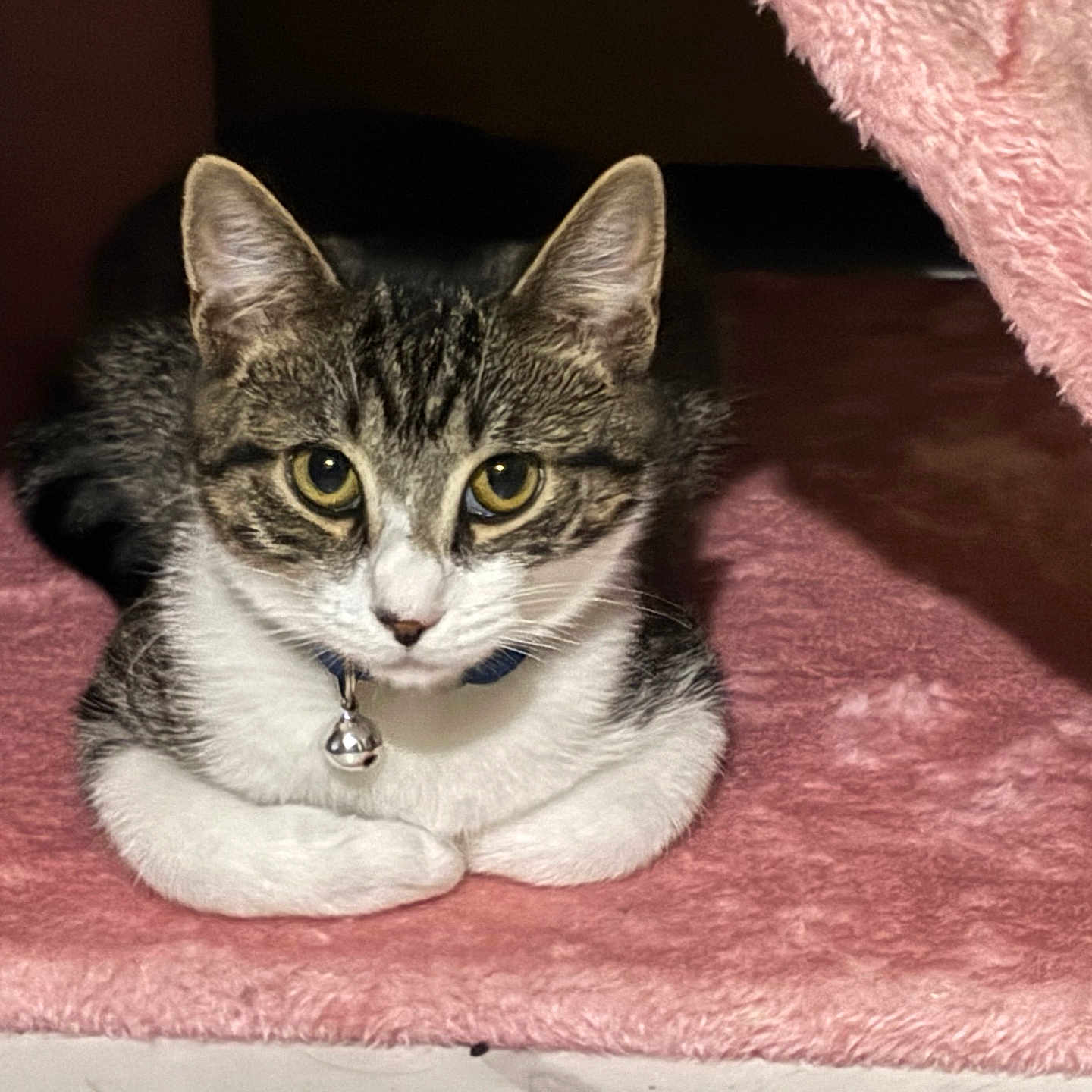 Luna joined the competition — help win amazing prizes! animal, bell, cat, collar, cozy, curious, cute, ears, eyes, feline, fur, indoor, laying, nook, pet, pink, resting, soft, tabby, whiskers