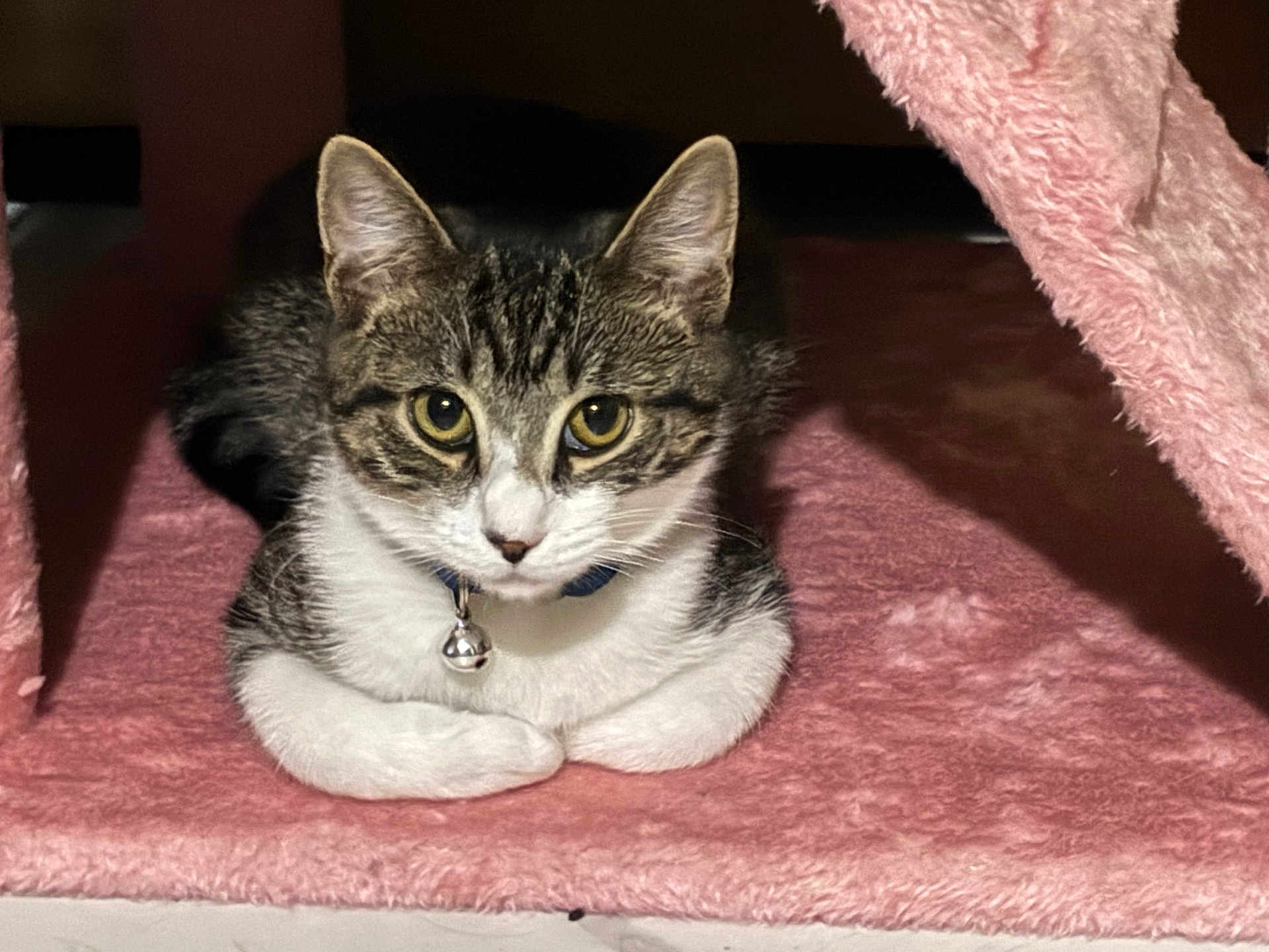 Luna joined the competition — help win amazing prizes! animal, bell, cat, collar, cozy, curious, cute, ears, eyes, feline, fur, indoor, laying, nook, pet, pink, resting, soft, tabby, whiskers