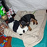 animal, black_and_tan, blanket, bottle, cozy, cute, dog, domestic, floor, indoors, nap, pet, plastic_toy, puppy, resting, sleeping, small, soft_toy, stuffed_toy, wooden_floor