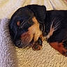 Blue participe au concours pour gagner de l'argent avec cette photo : puppy, sleeping, dog, black_and_tan, fur, close_up, cozy, blanket, resting, cute, pet, animal, young_dog, indoor, soft_texture, adorable, nap, peaceful, small_puppy, fur_detail