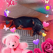 Blue a rejoint le concours — aidez-le/la à gagner de superbes lots ! affection, animal, butterfly, cute, decorations, dog, floor, heart, indoor, love_message, pink_overlay, puppy, resting, rose, rug, small_dog, teddy_bear, text_overlay, toy, unicorn