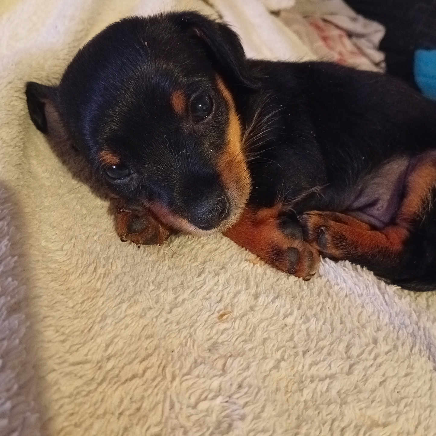 Blue a rejoint le concours — aidez-le/la à gagner de superbes lots ! puppy, dog, black, brown, blanket, cute, sleepy, fur, pet, animal, small, soft, cozy, resting, indoors, paw, face, laying, young, adorable