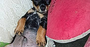 Blue a rejoint le concours — aidez-le/la à gagner de superbes lots ! adorable, animal, blanket, cozy, cushion, cute, dog, ears, fur, indoors, lying_down, nose, paw, pet, puppy, relaxed, resting, sleeping, small, snuggle