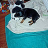 animal, black, blanket, bottle, brown, cozy, cute, dog, floor, indoor, panda, plastic_bottle, puppy, resting, sleeping, small, stuffed_toy, tan, toy, wooden_floor
