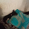 animal, black_dog, blanket, companion, cozy, cute, dog, domestic, indoor, pet, pillow, puppy, relaxation, resting, sleeping, small_dog, soft, teal_pillow, texture, wall