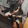 Blue participe au concours pour gagner de l'argent avec cette photo : puppy, dog, toy, blanket, cozy, indoor, cute, small_dog, black_and_tan, chewing, pet, fur, paw, ears, animal, sleeping_area, soft_toy, resting, close_up, companion