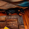 animal, black_dog, corner, couch, cozy, dog, fabric, floor, home, indoor, jacket, mat, pet, puppy, quiet, resting, small_dog, tan_dog, wood_floor, zipper