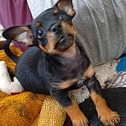 Blue a rejoint le concours — aidez-le/la à gagner de superbes lots ! puppy, dog, black, tan, ears, close_up, blanket, texture, cute, pet, animal, fur, young, indoors, cozy, snout, curious, small, paw, face