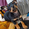 puppy, dog, black, tan, ears, close_up, blanket, texture, cute, pet, animal, fur, young, indoors, cozy, snout, curious, small, paw, face