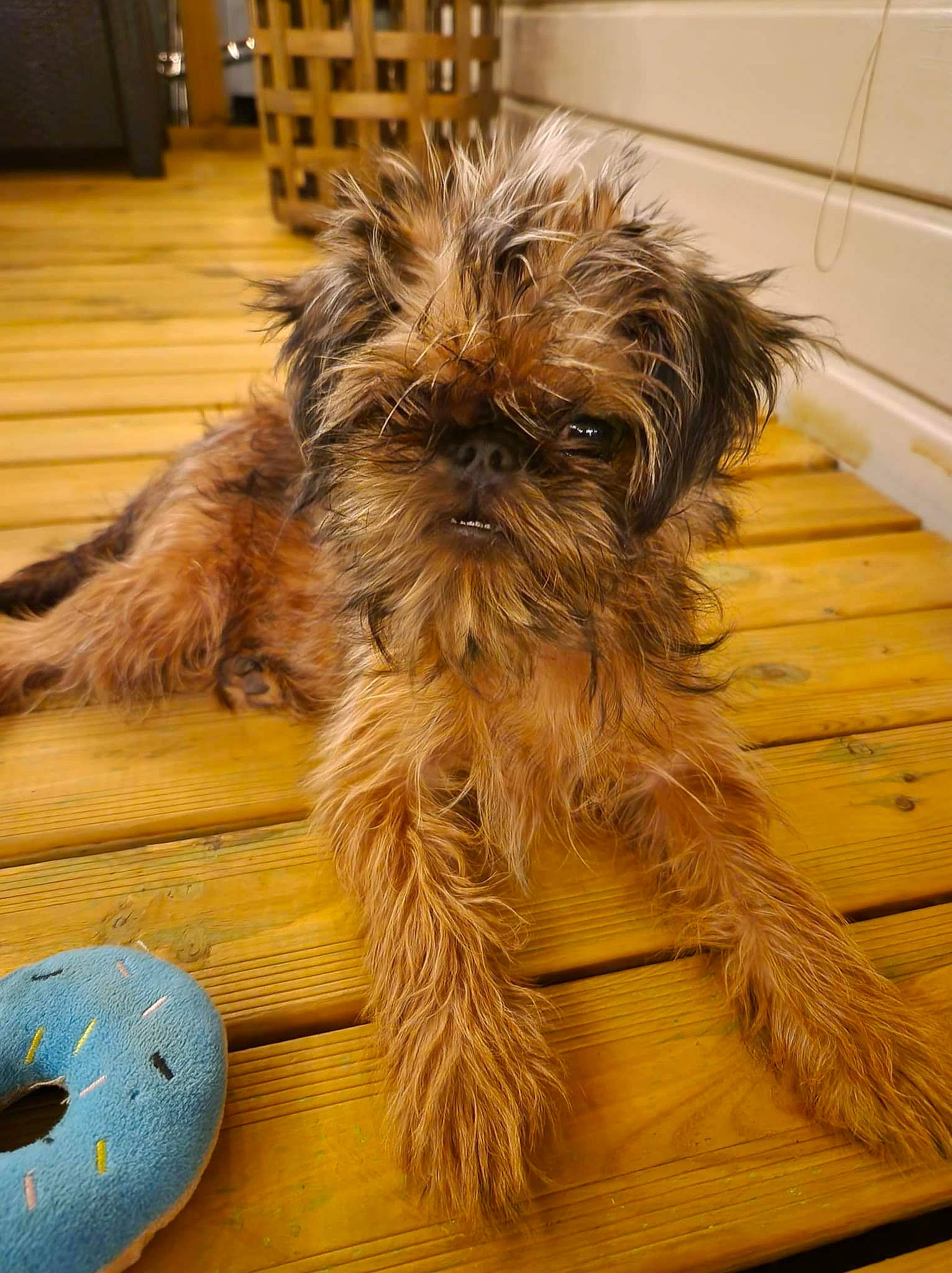 Tagada participe au concours pour gagner de l'argent avec cette photo : cabinetry, carnivore, companion_dog, dog, dog_breed, drawer, fawn, flooring, fur, hardwood, laminate_flooring, liver, sporting_group, terrestrial_animal, terrier, toy_dog, wood, wood_flooring, wood_stain, working_animal