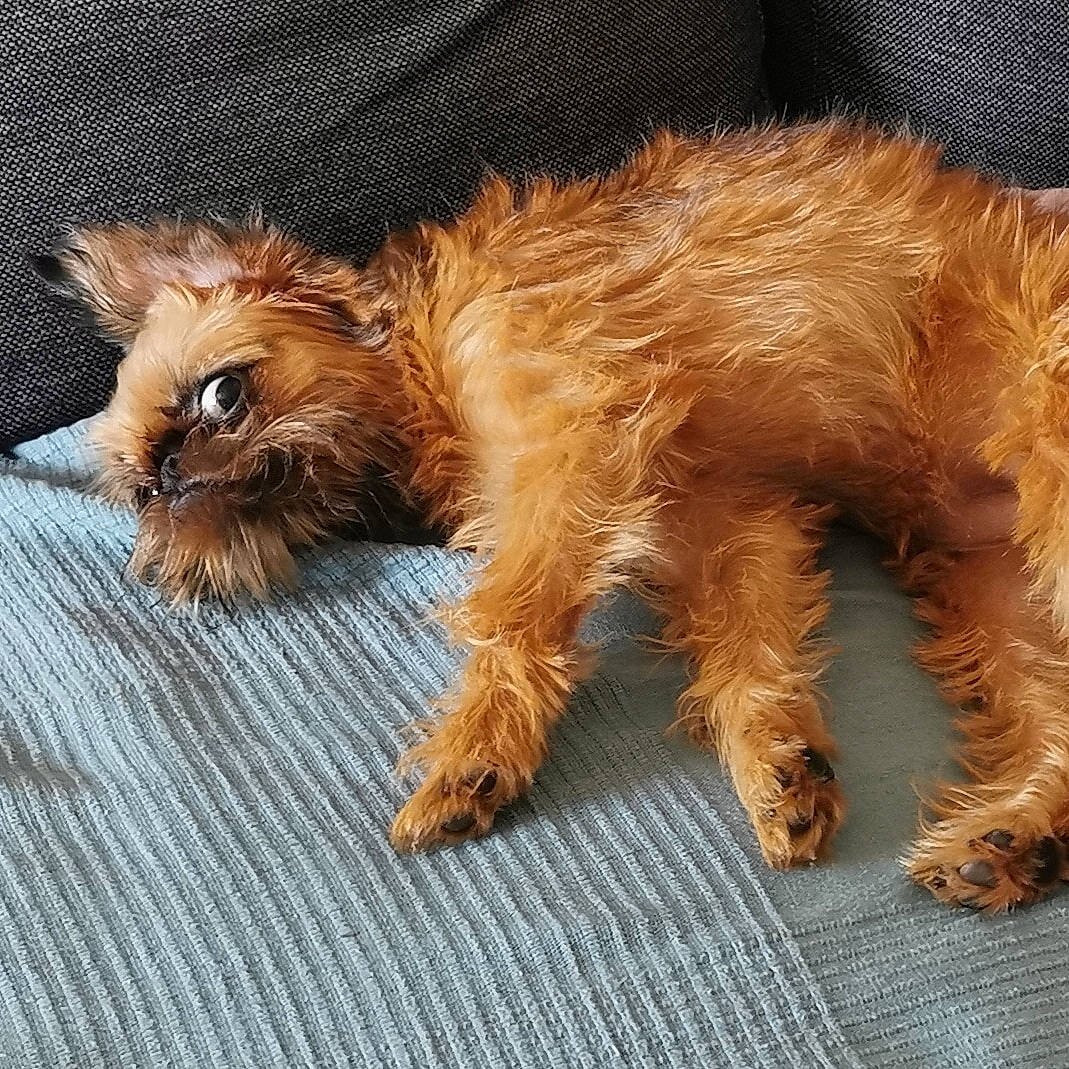 Tagada a rejoint le concours — aidez-le/la à gagner de superbes lots ! carnivore, claw, companion_dog, dog, dog_breed, fawn, felidae, fur, liver, paw, small_terrier, small_to_medium_sized_cats, snout, tail, terrestrial_animal, terrier, toy_dog, whiskers, yorkipoo, yorkshire_terrier