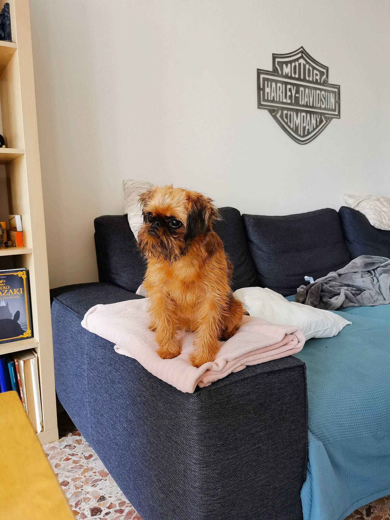 Tagada a rejoint le concours — aidez-le/la à gagner de superbes lots ! bookcase, carnivore, comfort, companion_dog, dog, dog_breed, dog_supply, fawn, flooring, fur, liver, pet_supply, shelf, shelving, small_terrier, snout, sporting_group, terrier, toy_dog, working_animal