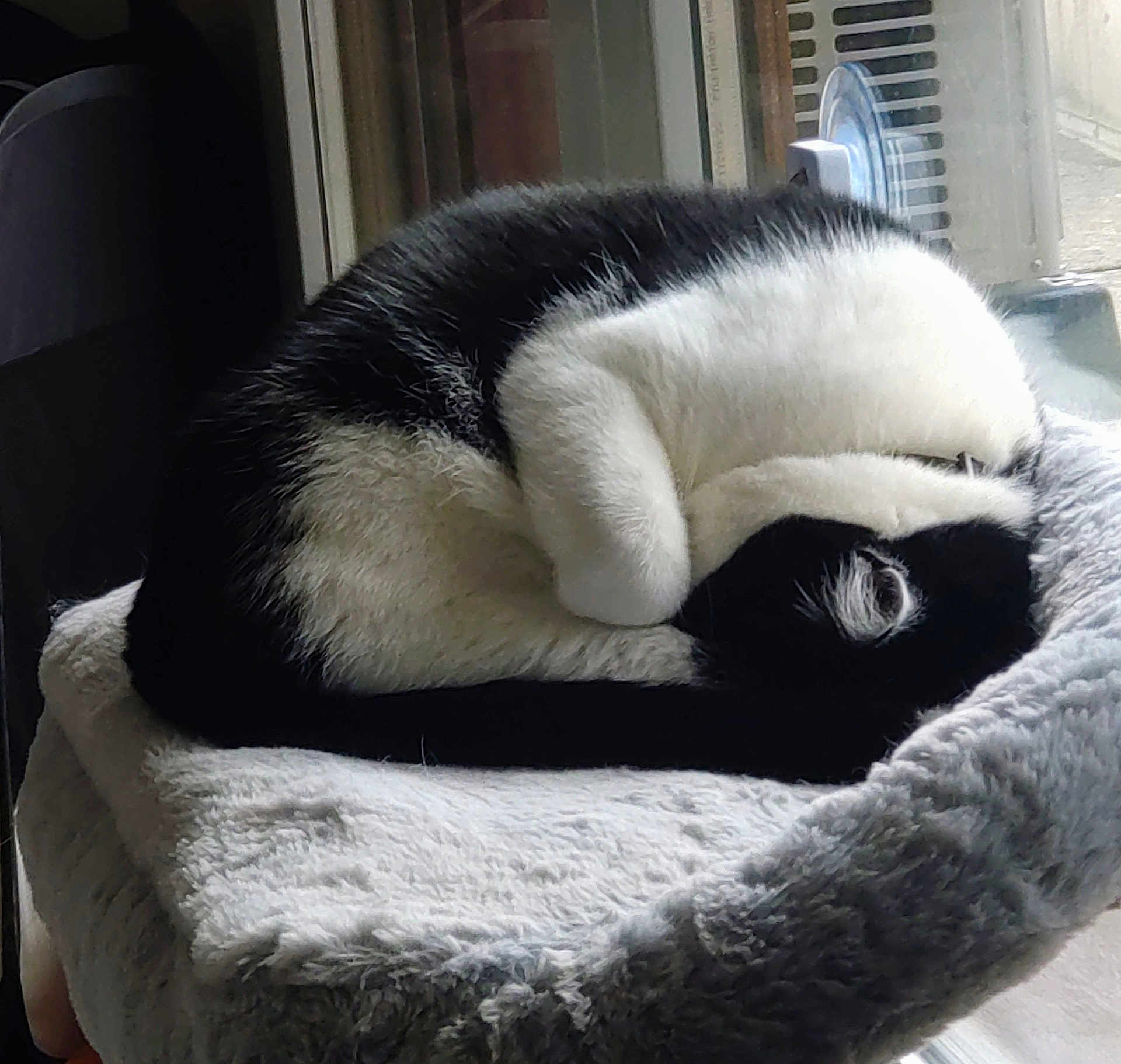 Hadès participe au concours pour gagner de l'argent avec cette photo : cat, black_and_white, curled_up, sleeping, pet, feline, fur, cozy, bed, window, indoor, resting, animal, cute, domestic, soft, fluffy, relaxing, whiskers, tail
