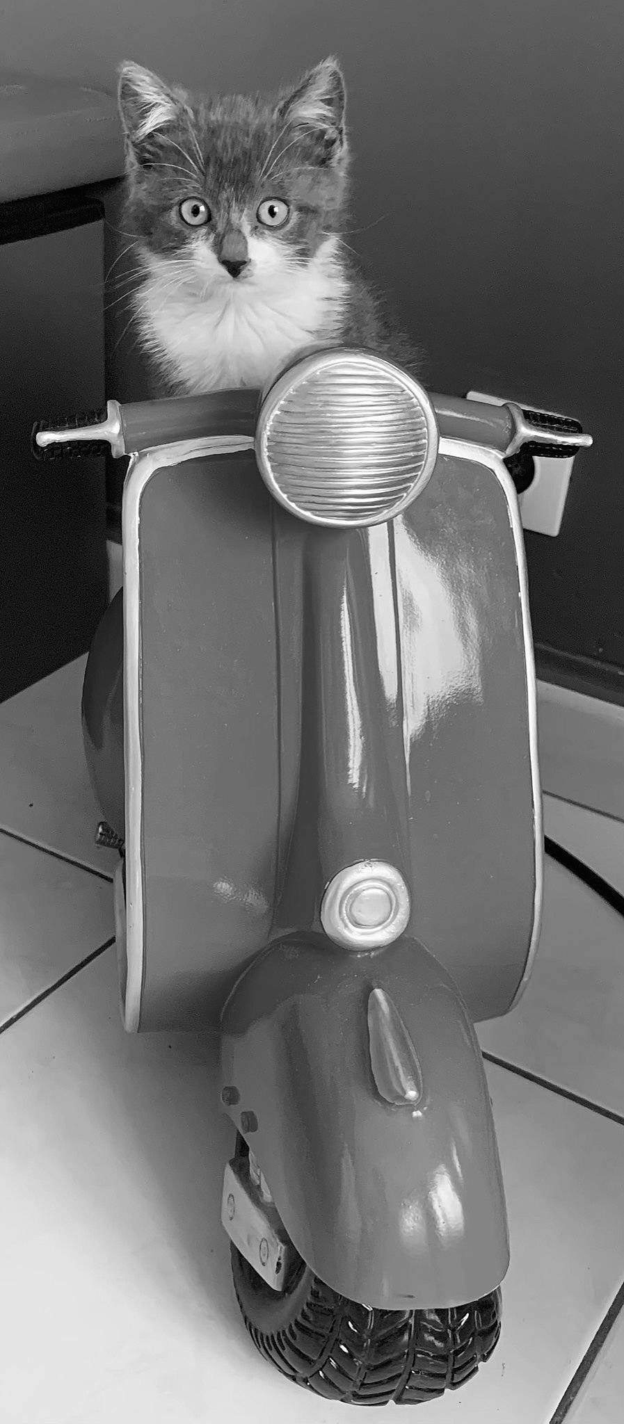 Sprite participe au concours pour gagner de l'argent avec cette photo : automotive_design, automotive_lighting, automotive_tire, black, carnivore, cat, felidae, fender, headlamp, motor_vehicle, product, rim, small_to_medium_sized_cats, spoke, string_instrument, tire, vehicle, wheel, whiskers, white