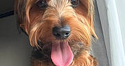 Suki is registered to the contest to win money with this photo: dog, pet, canine, tongue_out, fur, indoor, window, curly_fur, brown_fur, happy, close_up, portrait, animal, cute, nose, ears, eyes, natural_light, fluffy, sitting