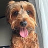 dog, pet, canine, tongue_out, fur, indoor, window, curly_fur, brown_fur, happy, close_up, portrait, animal, cute, nose, ears, eyes, natural_light, fluffy, sitting