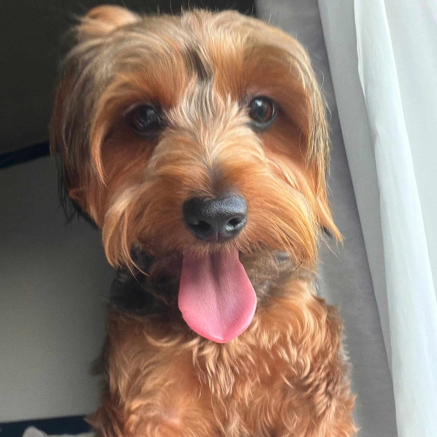 Suki is registered to the contest to win money with this photo: dog, pet, canine, tongue_out, fur, indoor, window, curly_fur, brown_fur, happy, close_up, portrait, animal, cute, nose, ears, eyes, natural_light, fluffy, sitting