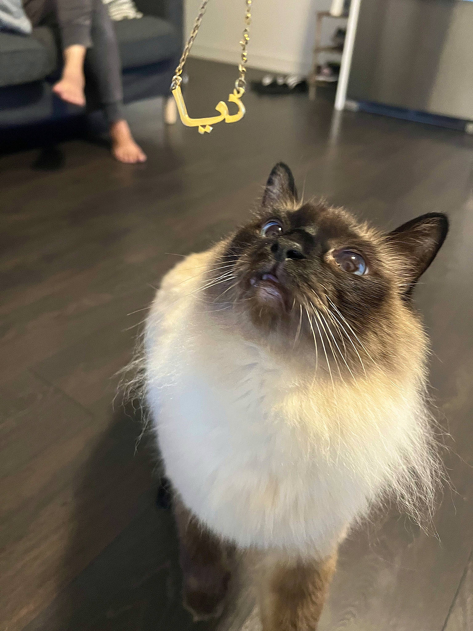 Bobsy is registered to the contest to win money with this photo: carnivore, cat, fashion_accessory, fawn, felidae, flooring, fur, hardwood, natural_material, plant, small_to_medium_sized_cats, tail, terrestrial_animal, whiskers