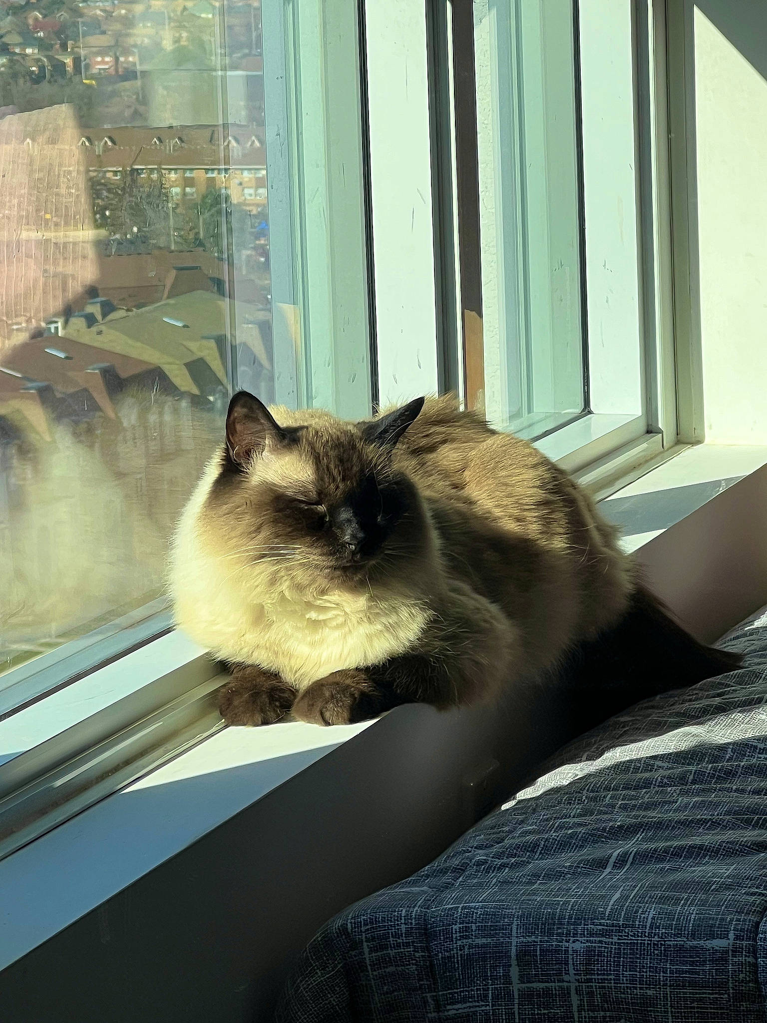 Bobsy is registered to the contest to win money with this photo: balinese, birman, carnivore, cat, comfort, domestic_short_haired_cat, fawn, felidae, fixture, fur, shade, siamese, small_to_medium_sized_cats, snout, tail, thai, tints_and_shades, whiskers, window, wood